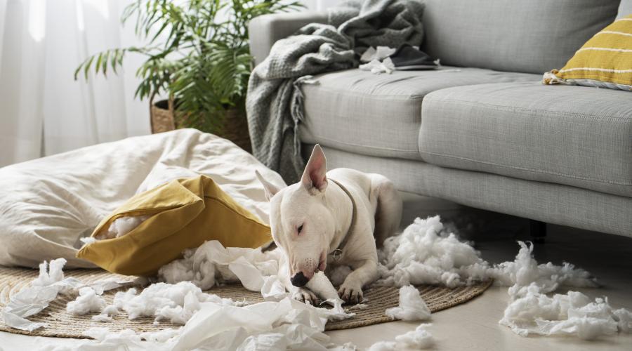 How to Deal with Cleaning Pet Stains