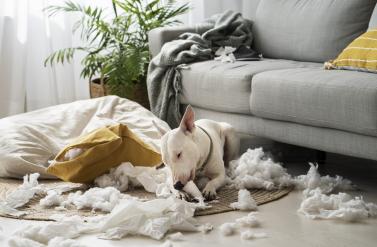 How to Deal with Cleaning Pet Stains