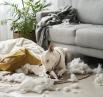 How to Deal with Cleaning Pet Stains