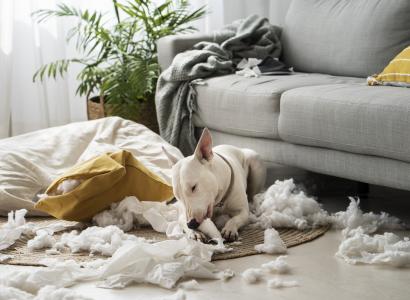 How to Deal with Cleaning Pet Stains